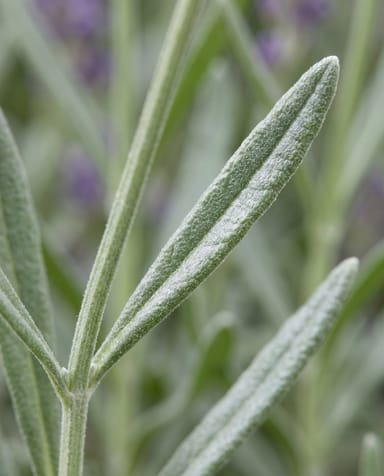 Lavandula Lavande Angustifolia Hidcote
