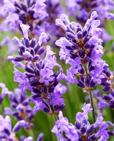 Lavandula Lavande Angustifolia Hidcote