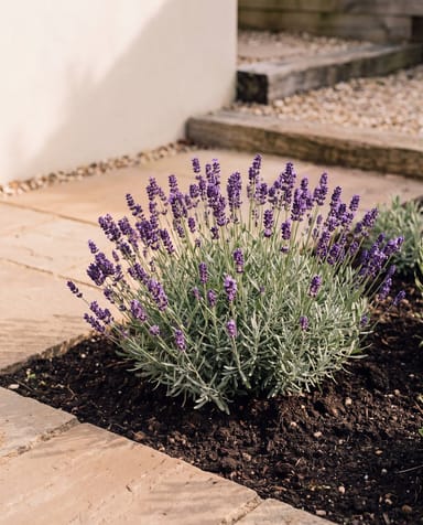 Lavandula Lavande Angustifolia Hidcote