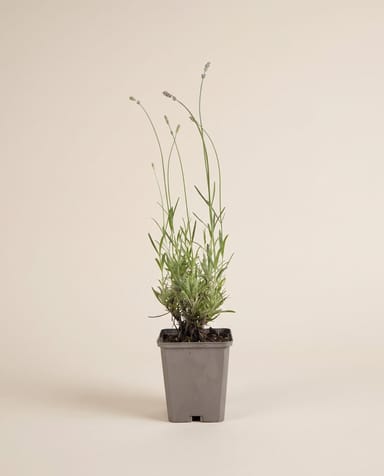 Lavandula Lavendel Angustifolia Munstead