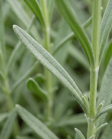 Lavandula Lavendel Angustifolia Munstead