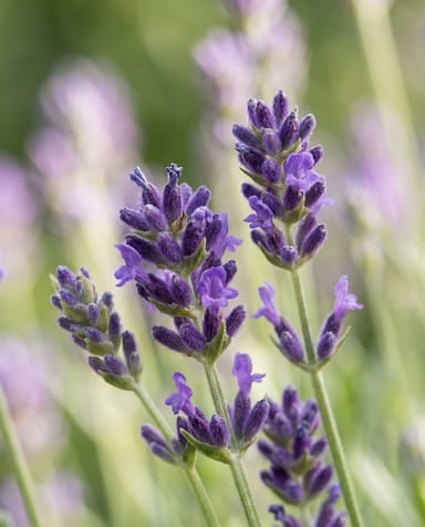 Lavandula Lavendel Angustifolia Munstead