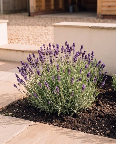 Lavandula Lavendel Angustifolia Munstead