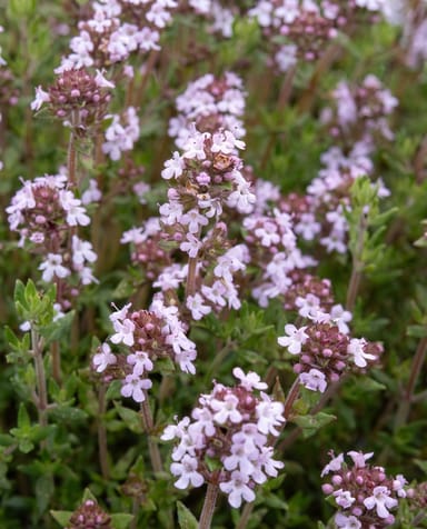 Thymus Thymian Vulgaris
