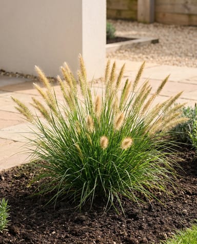 Pennisetum Pennisetum Alopecuroides Hameln