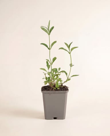 Verbena Purple Top Bonariensis