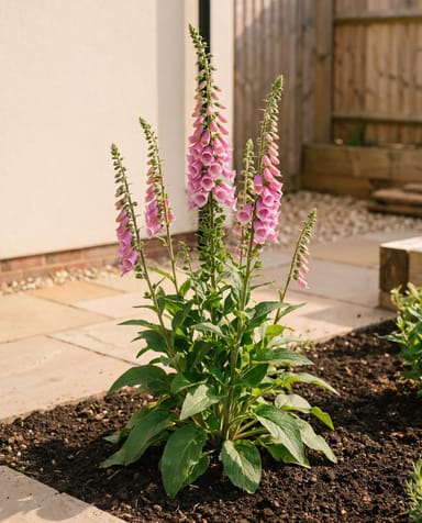 Digitalis Digitale Purpurea Gloxiniiflora