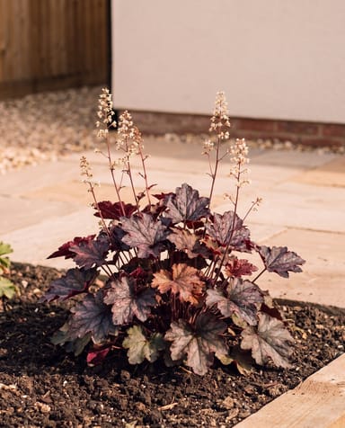 Heuchera Heuchera Palace Purple