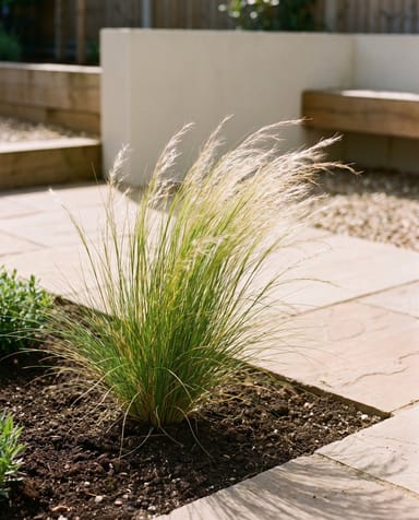 Stipa Stipa Tenuissima