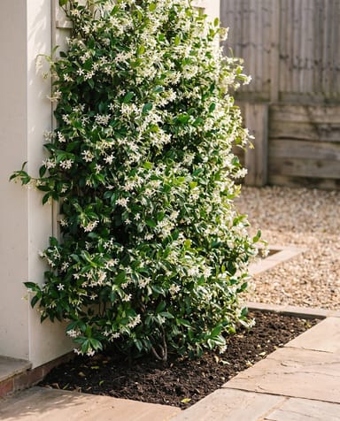 Trachelospermum Falso gelsomino Jasminoides