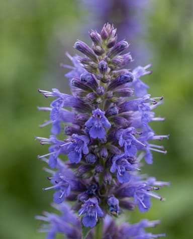 Agastache Duftnessel Blue Fortune