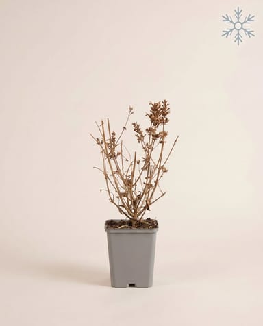 Agastache Duftnessel Blue Fortune