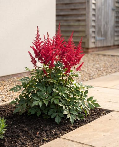 Astilbe Prachtspiere Fanal