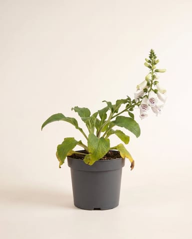 Digitalis Fingerhut Dalmatian White