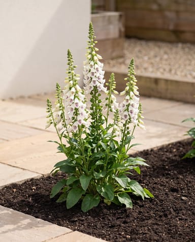 Digitalis Fingerhut Dalmatian White