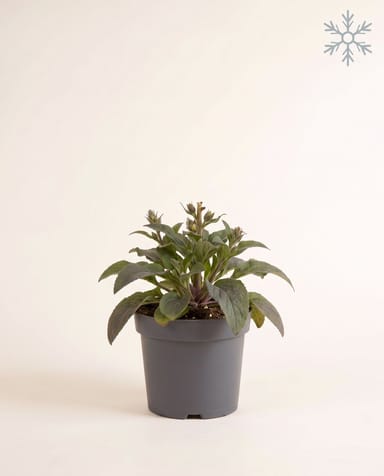 Digitalis Fingerhut Dalmatian White