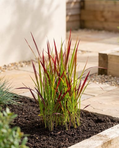 Imperata Japanese Blood Grass Cylindrica Red Baron