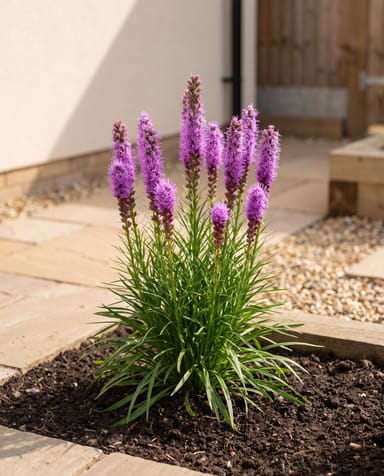 Liatris Prachtscharte Spicata