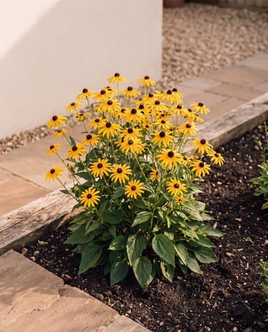 Rudbeckia Rudbeckia Fulgida Goldsturm