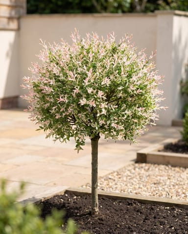 Salix Salice giapponese Flamingo Stam
