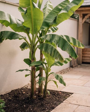 Musa Banano Basjoo