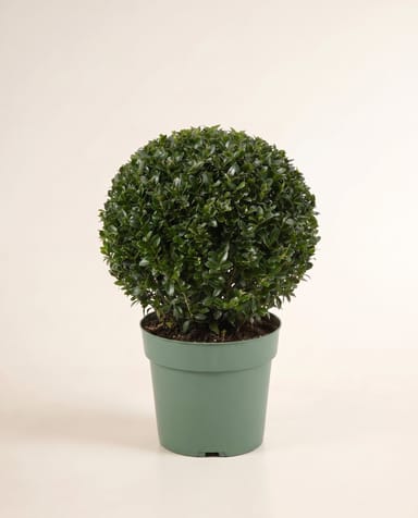 Ilex Japanische Stechpalme Crenata Jenny Ball