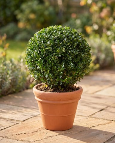 Ilex Japanische Stechpalme Crenata Jenny Ball
