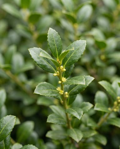 Ilex Japanische Stechpalme Crenata Jenny Ball