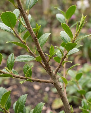 Ilex Japanische Stechpalme Crenata Jenny Ball