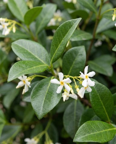Trachelospermum Gelsomino stellato Star of Venice