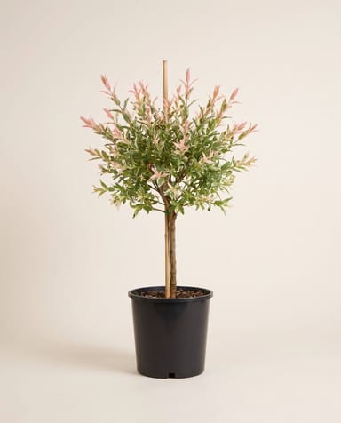 Salix Salice variegato ad alberello Flamingo Stam
