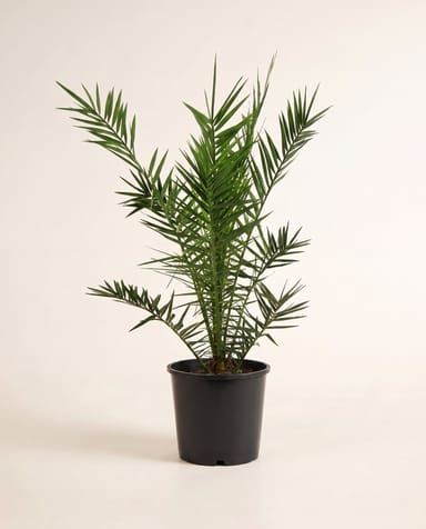 Phoenix Palma delle Canarie Canariensis