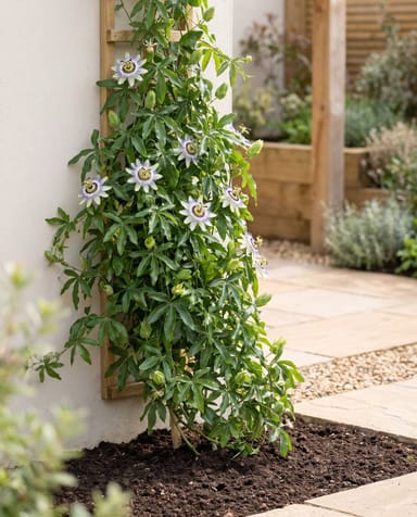 Passiflora Passiflora azzurra Caerulea