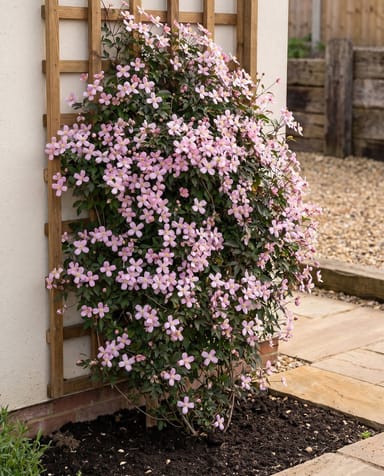 Clematis Clematide montana Rubens