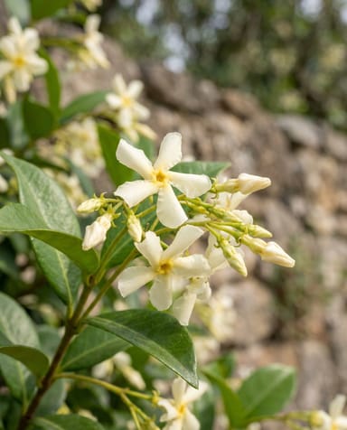 Trachelospermum Sterjasmijn Star of Toscana