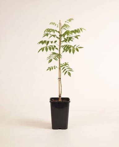 Wisteria Blauregen Alba