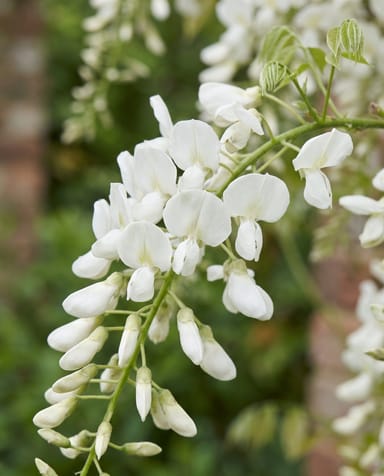 Wisteria Blauregen Alba