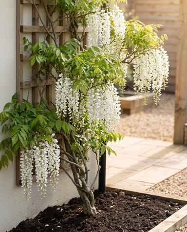 Wisteria Blauregen Alba