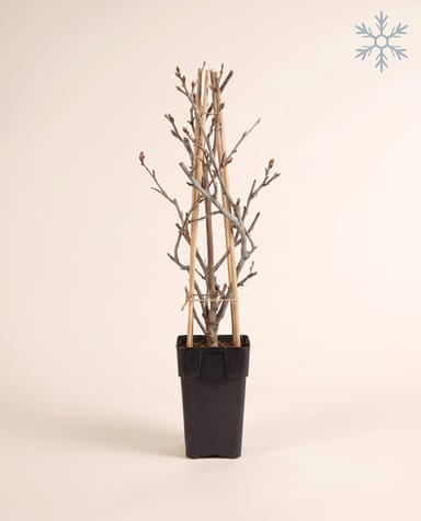 Wisteria Blauregen Alba