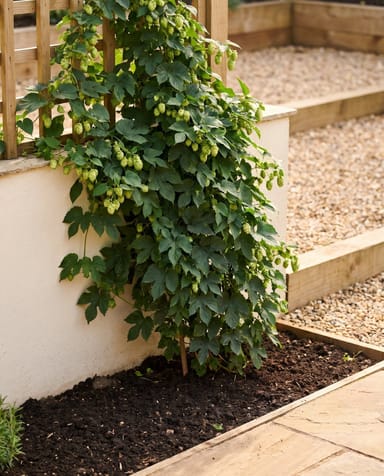 Humulus Hopfen Lupulus
