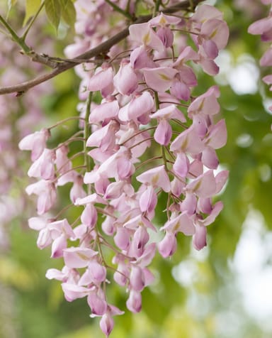 Wisteria Wisteria Rosea