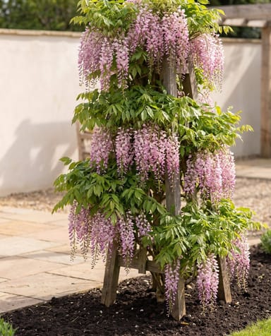 Wisteria Wisteria Rosea