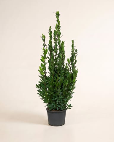 Laurus Lorbeer Nobilis