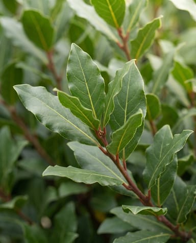 Laurus Lorbeer Nobilis