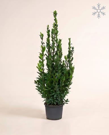 Laurus Lorbeer Nobilis