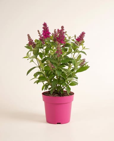 Buddleja Schmetterlingsflieder Butterfly Candy Little Ruby