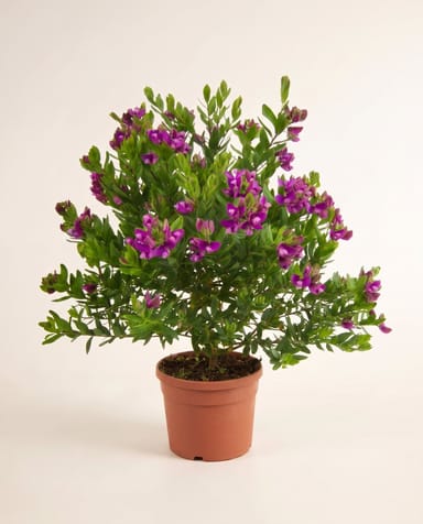 Polygala Vleugelbloem Myrtifolia
