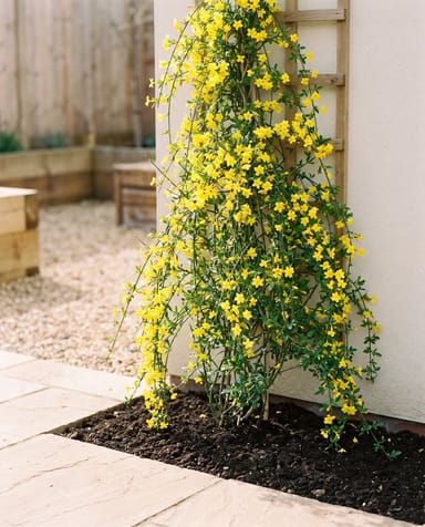 Jasminum Winterjasmin Nudiflorum