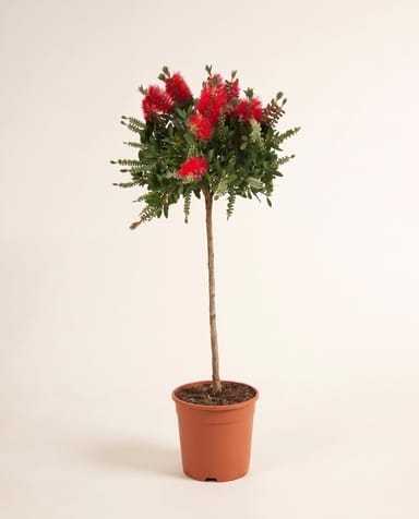 Callistemon Bottlebrush Splendens