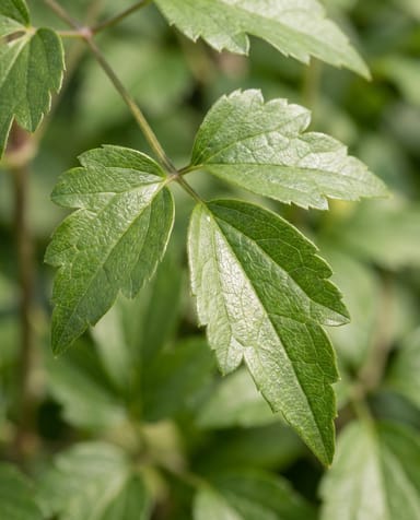 Clematis Waldrebe Tetrarose